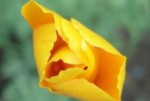 How to Plant Pavot de Californie, escholtzia (Eschscholtzia californica)
