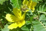 How to Plant Tribule terrestre (Tribulus terrestris)