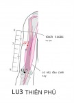 Ở mặt trước bên của cánh tay, ngay bên ngoài bờ cơ nhị đầu cánh tay, cách nếp nách trước 3 thốn