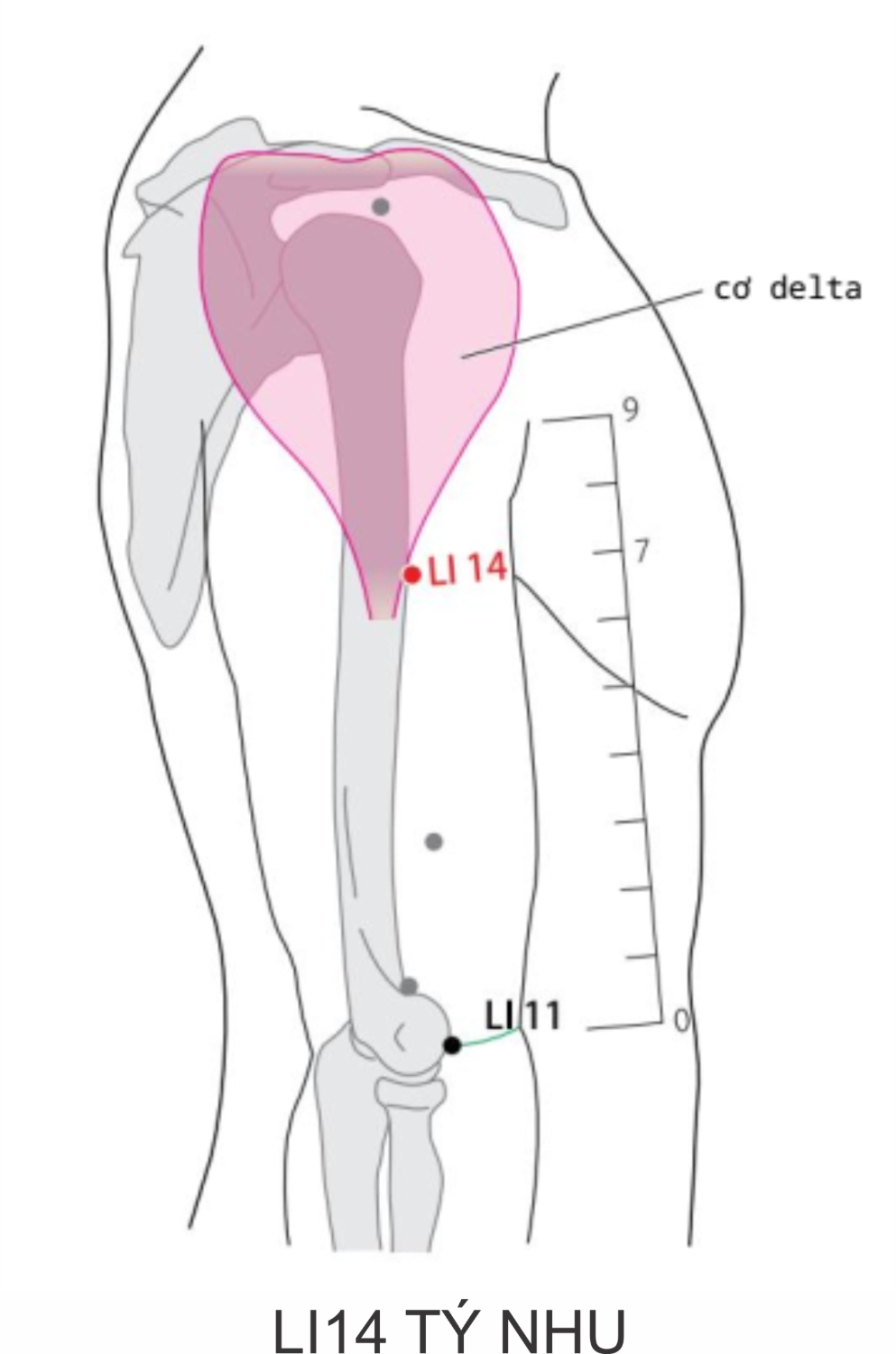 Ở mặt bên của cánh tay, ngay trước bờ cơ delta, cao hơn LI11 7 thốn B.