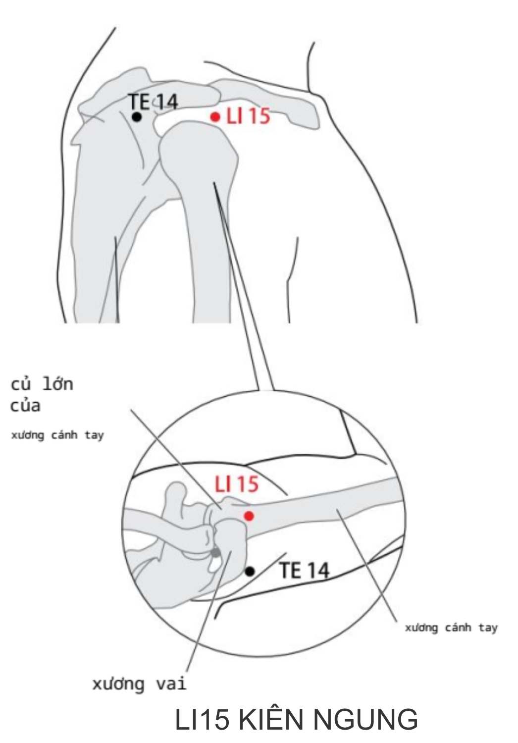 Dang cánh tay thẳng, huyệt ở chỗ lõm, phía trước và ngoài khớp, mỏm cùng – xương đòn.