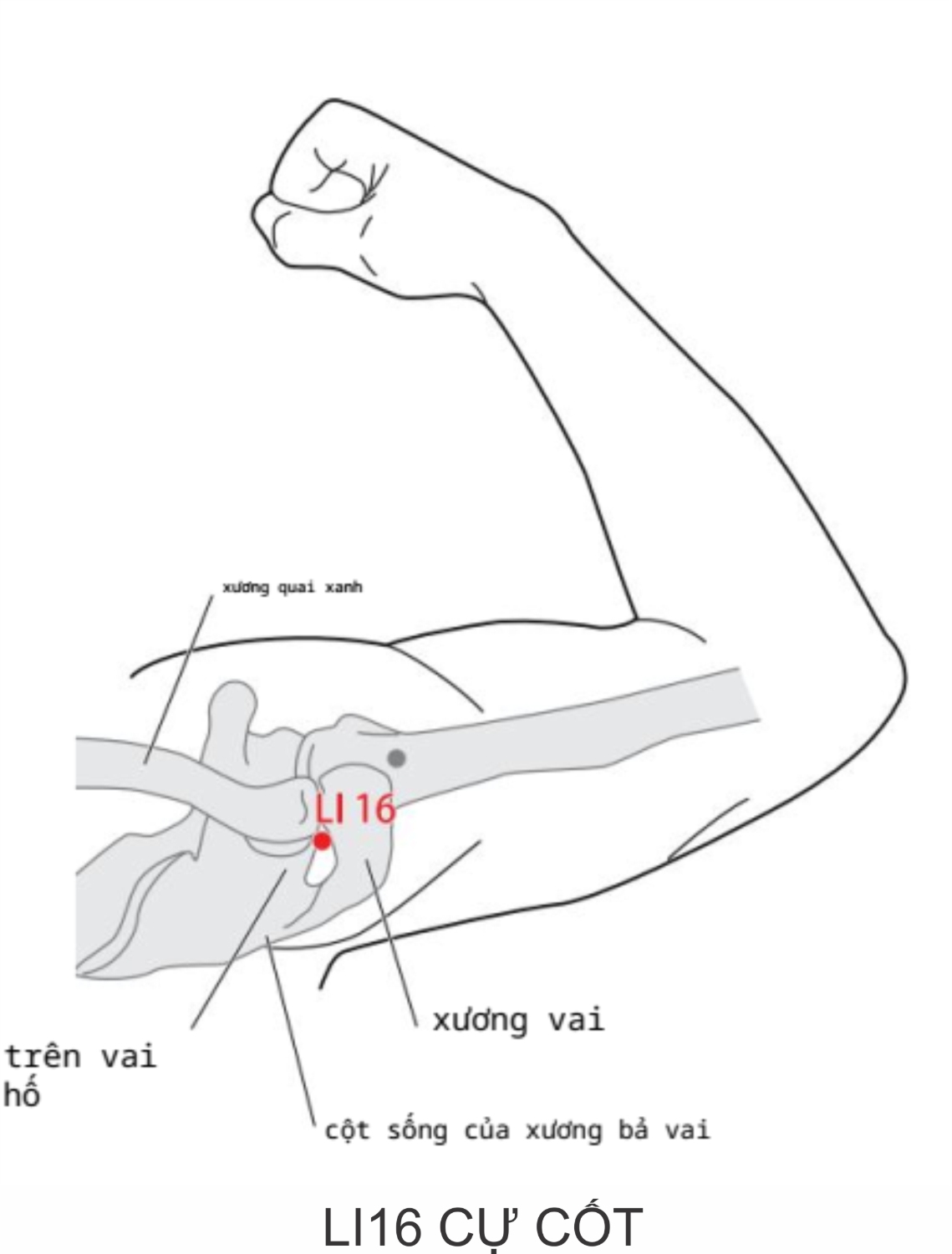 Trên đai vai, ở chỗ lõm giữa đầu xương vai và gai xương bả vai. Lưu ý: Ở chỗ lõm giữa hai xương bên cạnh hố trên vai