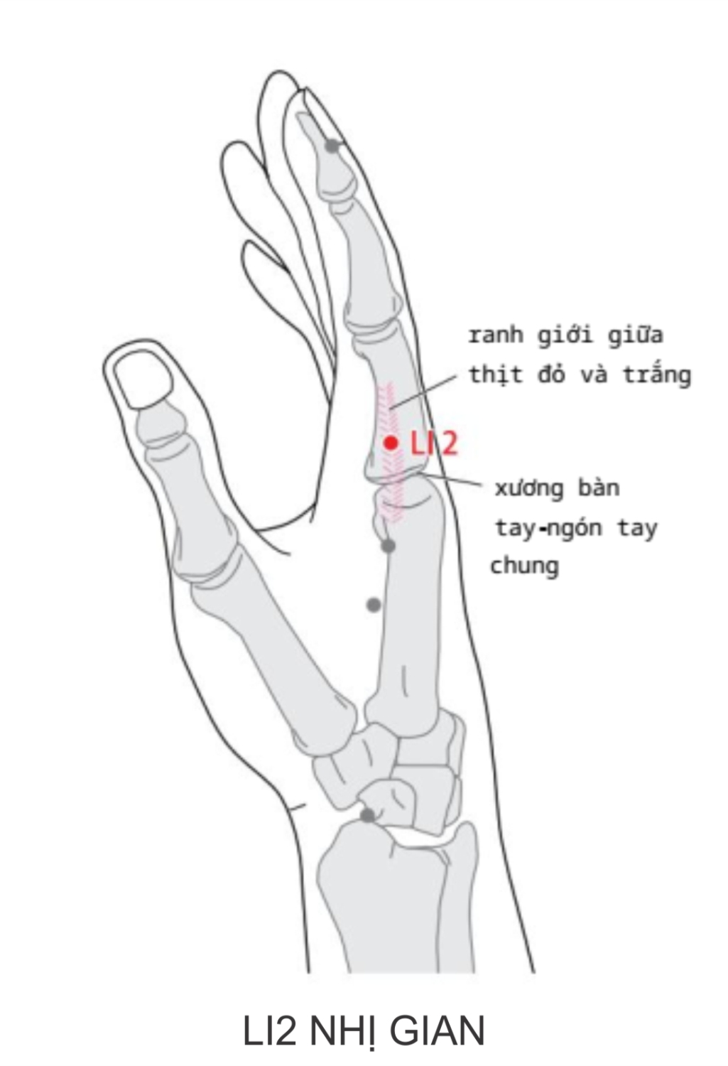 Ở ngón trỏ, tại chỗ lõm xa phía bên quay của khớp đốt bàn tay thứ hai, tại ranh giới giữa phần thịt đỏ và trắng.