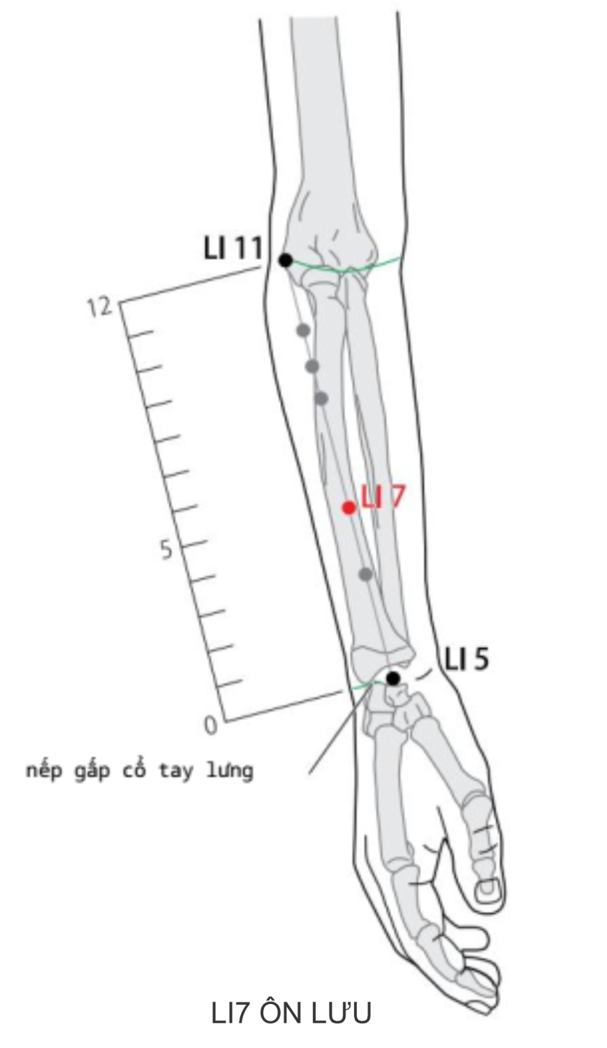 Ở mặt sau bên của cẳng tay, trên đường nối LI5 với LI11, 5 thốn B phía trên nếp gấp mu bàn tay.