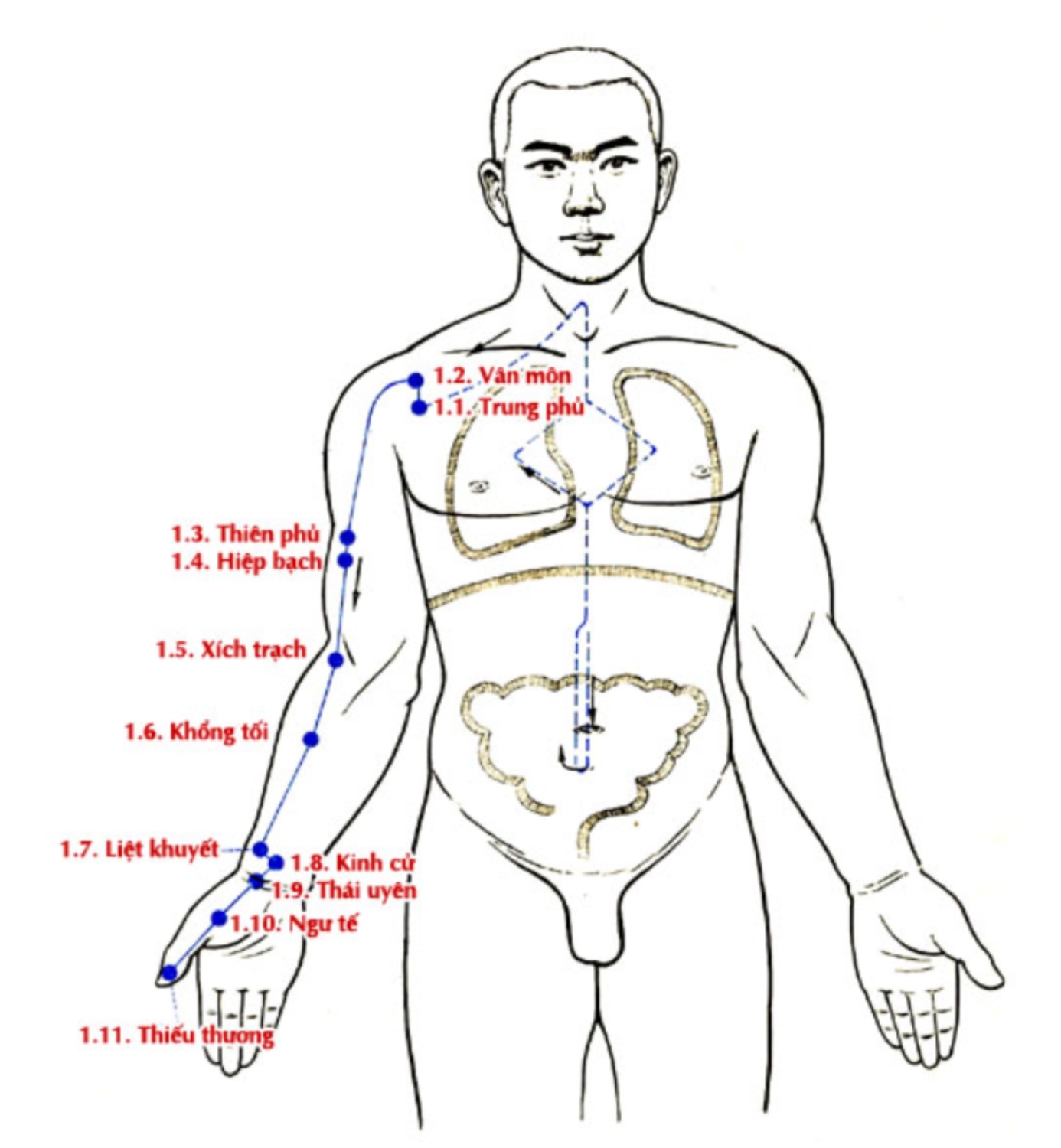 LU THỦ THÁI ÂM PHẾ KINH