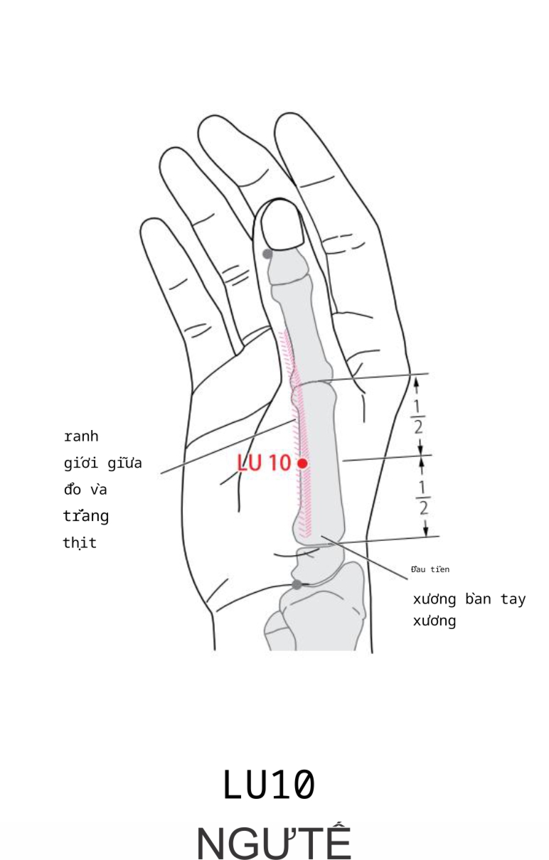 Ở lòng bàn tay, hướng ra ngoài đến điểm giữa xương bàn tay thứ nhất, tại ranh giới giữa phần thịt đỏ và trắng