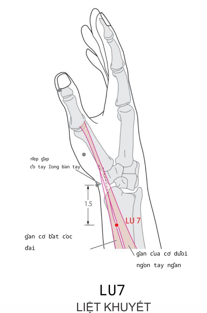LU7 LIỆT KHUYẾT