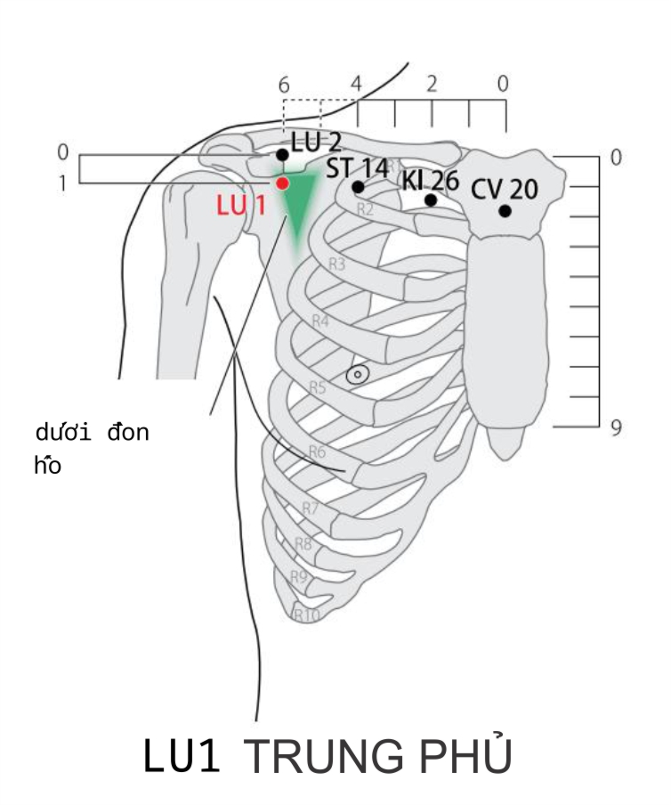 Vị trí: ở dưới huyệt Vân môn 1,6 tấc, từ giữa ngực đi ra hai bên đều 6 tấc, trong chỗ lõm sờ thấy mạch đập. Lấy ở ngoài mạch Nhâm 6 tấc, trong khoảng gian sườn 2, huyệt ở sát bờ trên xương sườn 3